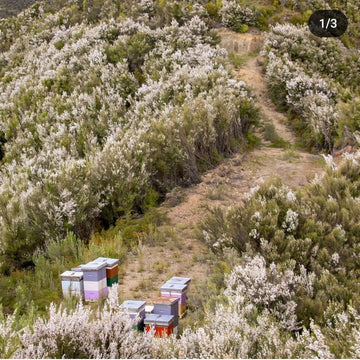 How Does Manuka Honey Improve Skin Health?